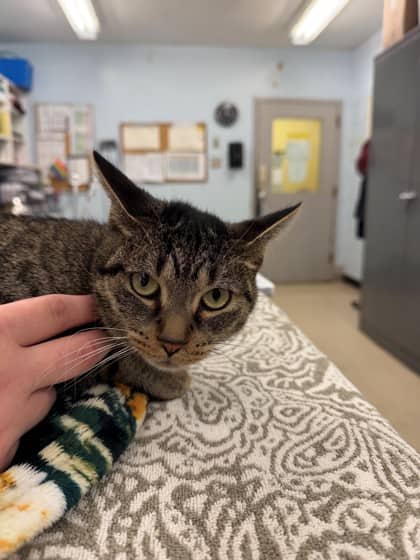 Dee dee - Domestic Shorthair/Mix cat available for adoption at Kingston Humane Society in Kingston