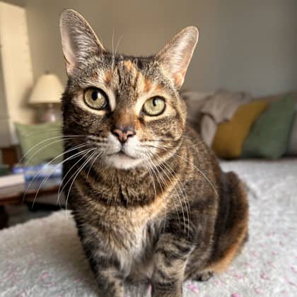 Taffy - Domestic Shorthair/Mix cat available for adoption at Kingston Humane Society in Kingston
