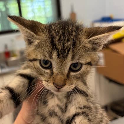 Nemo - Domestic Shorthair/Mix cat available for adoption at Kingston Humane Society in Kingston