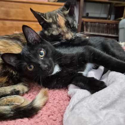 Tiddlywinks - Domestic Shorthair/Mix available for adoption