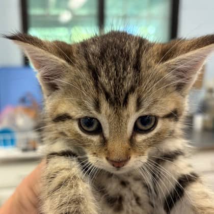 Marlin - Domestic Shorthair/Mix cat available for adoption at Kingston Humane Society in Kingston