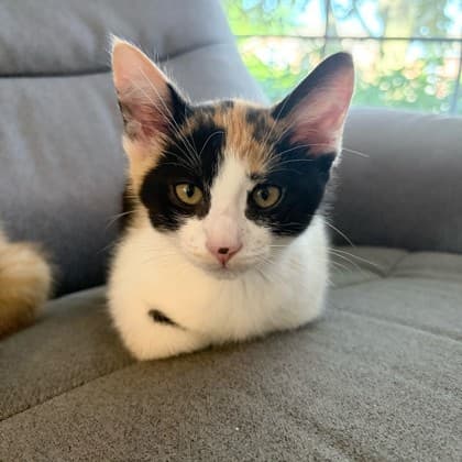 Skye - Domestic Shorthair/Mix cat available for adoption at Kingston Humane Society in Kingston
