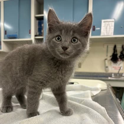 Elvis - Domestic Shorthair/Mix cat available for adoption at Kingston Humane Society in Kingston
