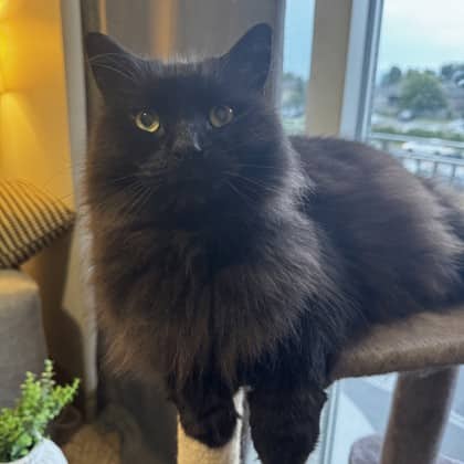Luna - Domestic Longhair/Mix cat available for adoption in Ontario