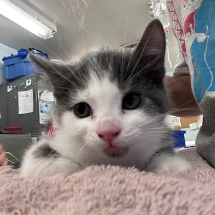 Dunkaroo - Domestic Shorthair/Mix available for adoption