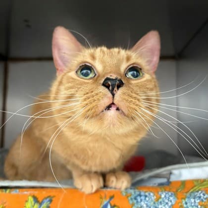 Emerson - Domestic Shorthair/Mix cat available for adoption in Calgary