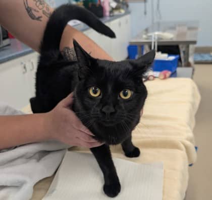 Rustle - Domestic Shorthair/Mix cat available for adoption at Kingston Humane Society in Kingston