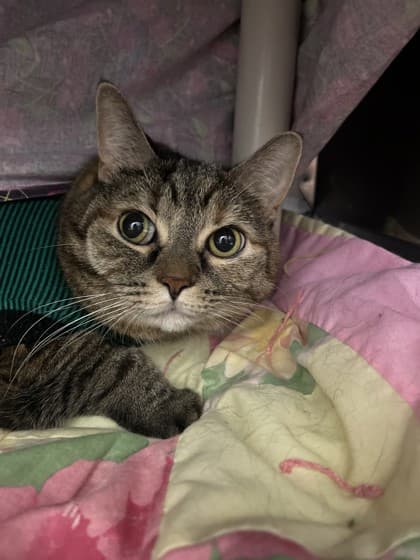 Missy - Domestic Shorthair/Mix cat available for adoption at Kingston Humane Society in Kingston