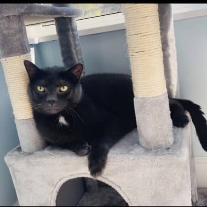 Maxxie - Domestic Shorthair/Mix cat available for adoption at Kingston Humane Society in Kingston