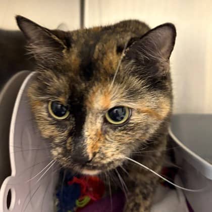 Artie - Domestic Shorthair/Mix cat available for adoption at Kingston Humane Society in Kingston