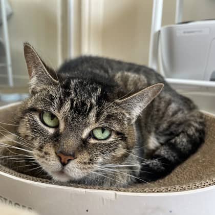 Cuddles - Domestic Shorthair/Mix available for adoption