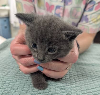 Eddie - Domestic Shorthair/Mix cat available for adoption in Ontario