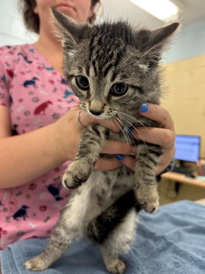Freezie - Domestic Shorthair/Mix available for adoption