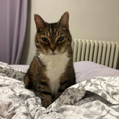 Tigger - Domestic Shorthair/Mix cat available for adoption at Kingston Humane Society in Kingston