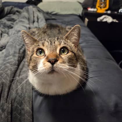 Maya - Domestic Shorthair/Mix available for adoption
