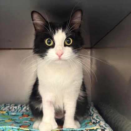 Sanza - Domestic Medium Hair/Mix cat available for adoption at Kingston Humane Society in Kingston