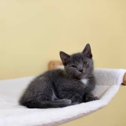 Messika - Domestic Shorthair/Mix available for adoption