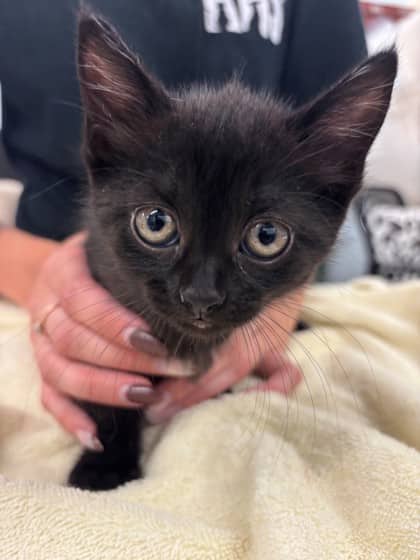 Duck - Domestic Shorthair/Mix available for adoption