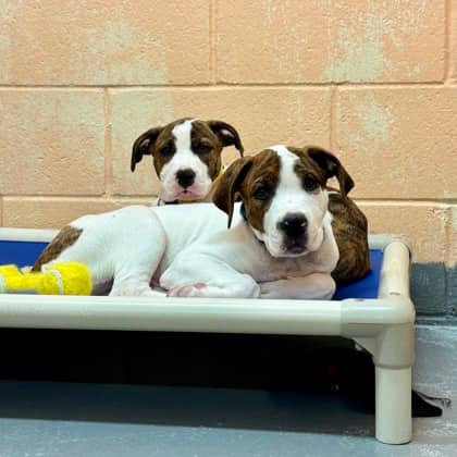 Turkey - Boxer/Mix available for adoption in Ontario