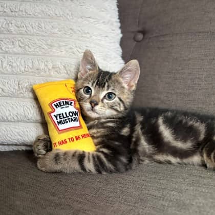Mustard - Domestic Shorthair/Mix available for adoption
