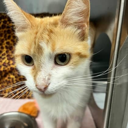 Reba - Domestic Shorthair/Mix available for adoption