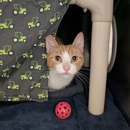Porsche - Domestic Shorthair/Mix cat available for adoption at Kingston Humane Society in Kingston