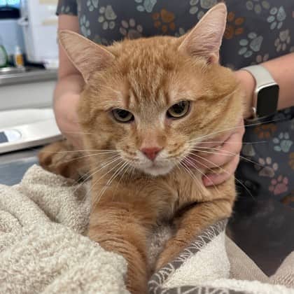 Beefcake - Domestic Shorthair/Mix cat available for adoption in Calgary