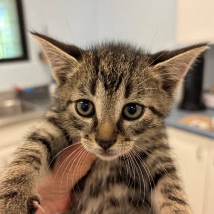 Flint - Domestic Shorthair/Mix cat available for adoption at Kingston Humane Society in Kingston