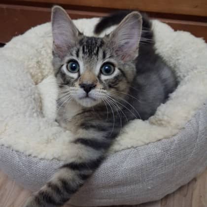Crunchy aka Bacon - Domestic Shorthair/Mix cat available for adoption at Kingston Humane Society in Kingston
