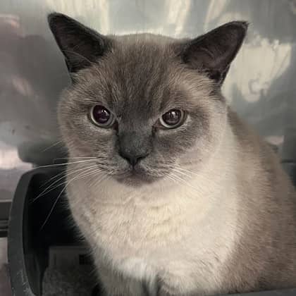 Sherlock - British Blue/Mix cat available for adoption in Calgary