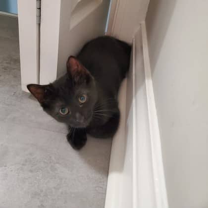 Stella - Domestic Shorthair/Mix cat available for adoption at Kingston Humane Society in Kingston