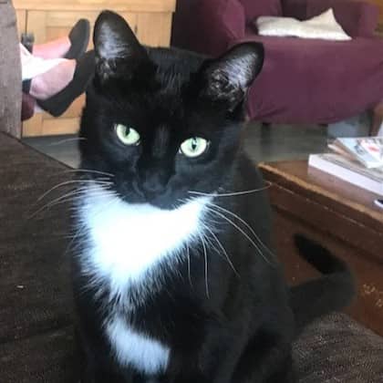 Simon - Domestic Shorthair/Mix available for adoption