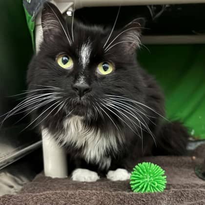 Baby - Domestic Longhair/Mix available for adoption