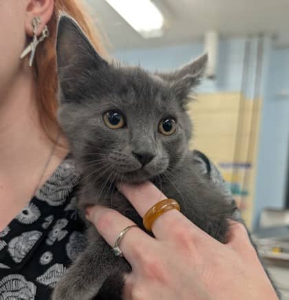 Hamilton - Domestic Shorthair/Mix cat available for adoption at Kingston Humane Society in Kingston