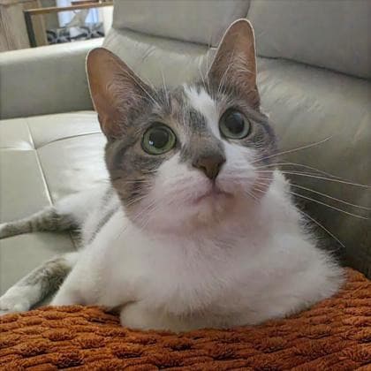 Marley - Domestic Shorthair/Mix cat available for adoption in Calgary