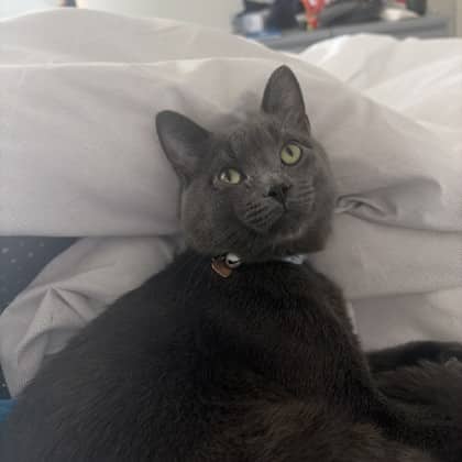 Ross - Domestic Shorthair/Mix cat available for adoption at Kingston Humane Society in Kingston