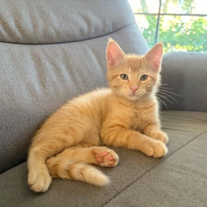 Juniper - Domestic Shorthair/Mix cat available for adoption at Kingston Humane Society in Kingston