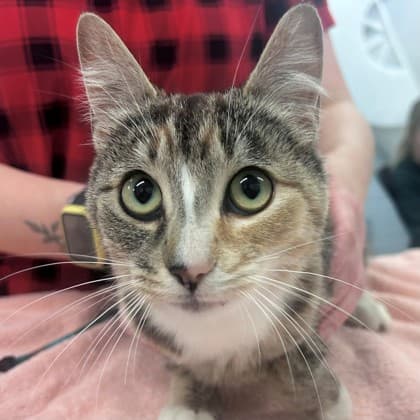 Pina - Domestic Shorthair/Mix available for adoption