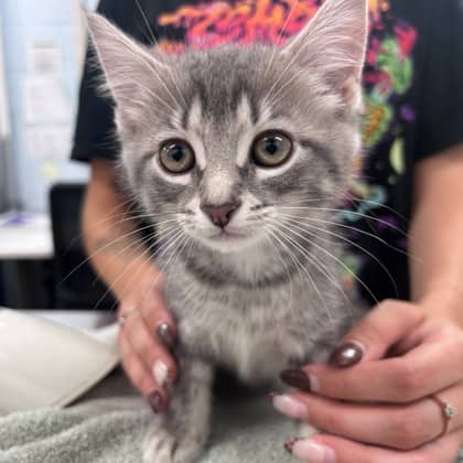 Charleston - Domestic Shorthair/Mix available for adoption