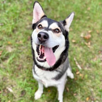 Aura - Siberian Husky/Mix available for adoption in Ontario