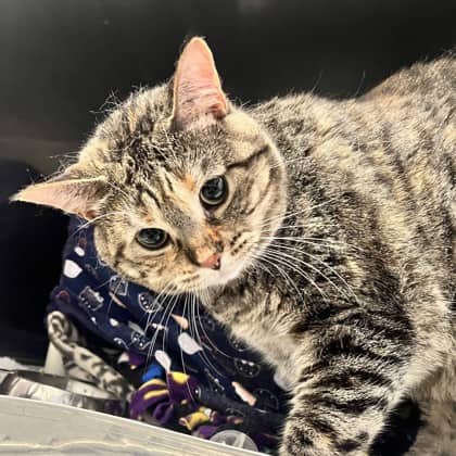 Chicken Casserole - Domestic Shorthair/Mix cat available for adoption at Kingston Humane Society in Kingston