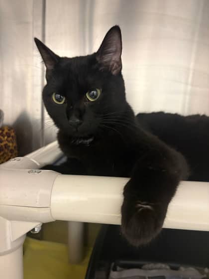 Pepper - Domestic Shorthair/Mix available for adoption