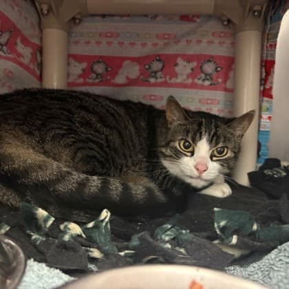 Riley - Domestic Shorthair/Mix cat available for adoption at Kingston Humane Society in Kingston