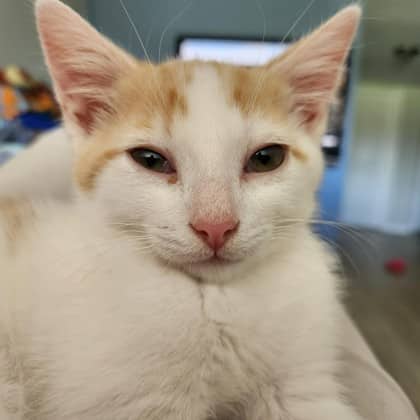 Fred - Domestic Shorthair/Mix cat available for adoption at Kingston Humane Society in Kingston