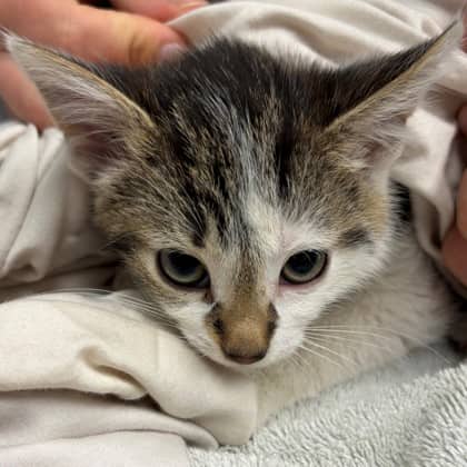 Milo - Domestic Shorthair/Mix cat available for adoption at Kingston Humane Society in Kingston
