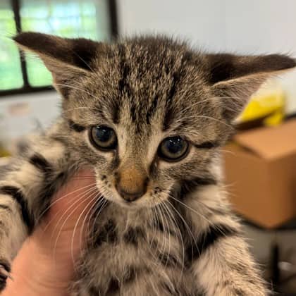 Ash - Domestic Shorthair/Mix cat available for adoption at Kingston Humane Society in Kingston