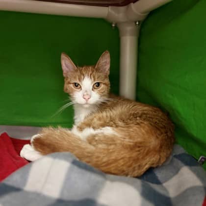 Porsche - Domestic Shorthair/Mix available for adoption