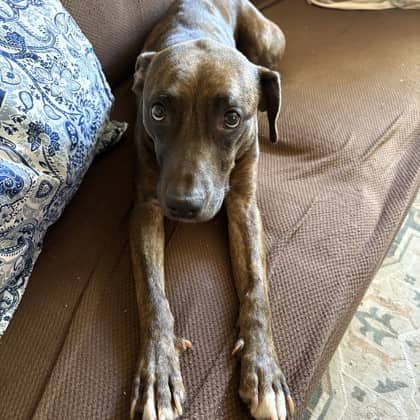 Athena - Boxer/Mix available for adoption