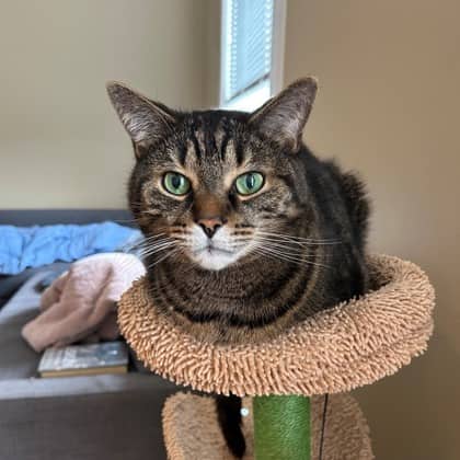 Locke - Domestic Shorthair/Mix available for adoption