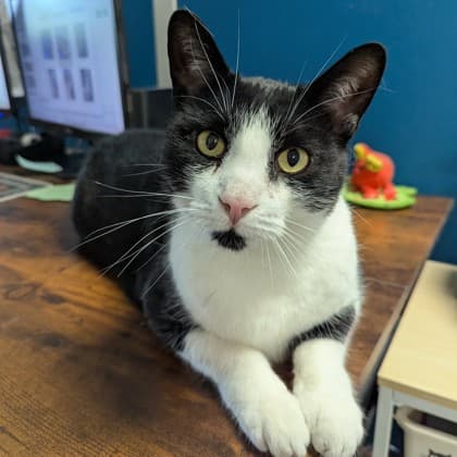 Tony Pepperoni - Domestic Shorthair/Mix cat available for adoption at Kingston Humane Society in Kingston